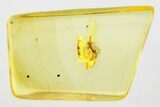 Detailed Fossil Parasitoid Wasp (Scelionidae) in Baltic Amber #315504-2